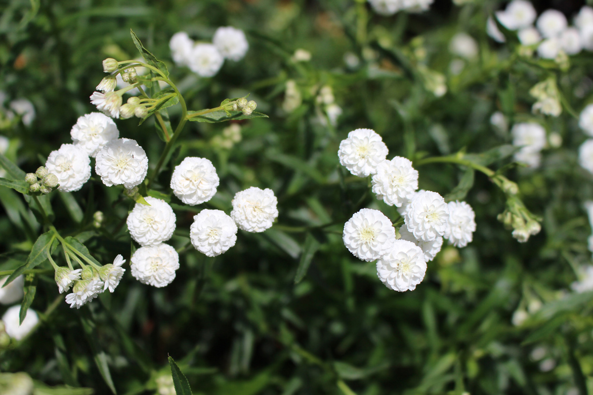 Achillea ptarmica 'The Pearl' (4)